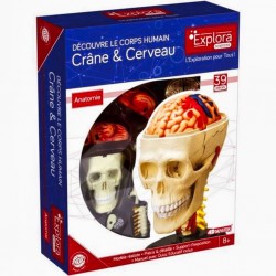 Explora Anatomie Crâne Et...