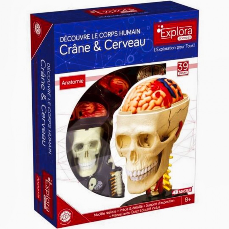 Explora Anatomie Crâne Et Cerveau