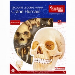 Explora Anatomie Crâne Humain